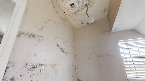 Best Real Estate Mold Inspection  in Claremont, NH