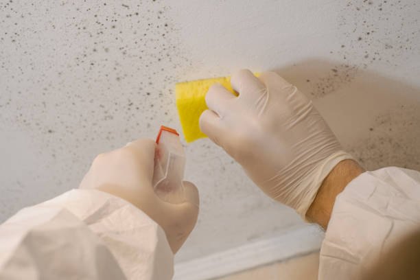 Best Crawl Space Mold Remediation  in Claremont, NH