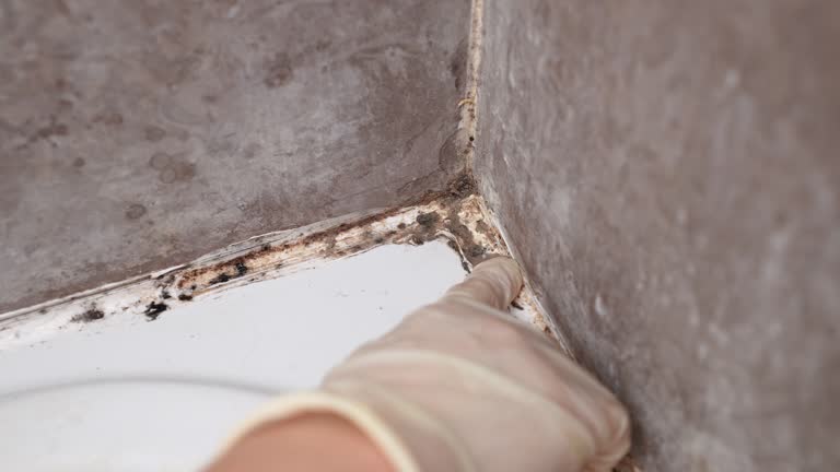 Best HVAC Mold Inspection and Cleaning  in Claremont, NH