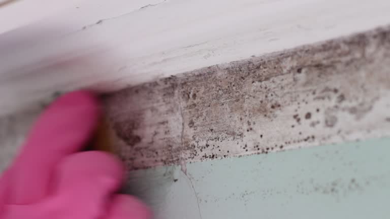 Best Industrial Mold Remediation  in Claremont, NH